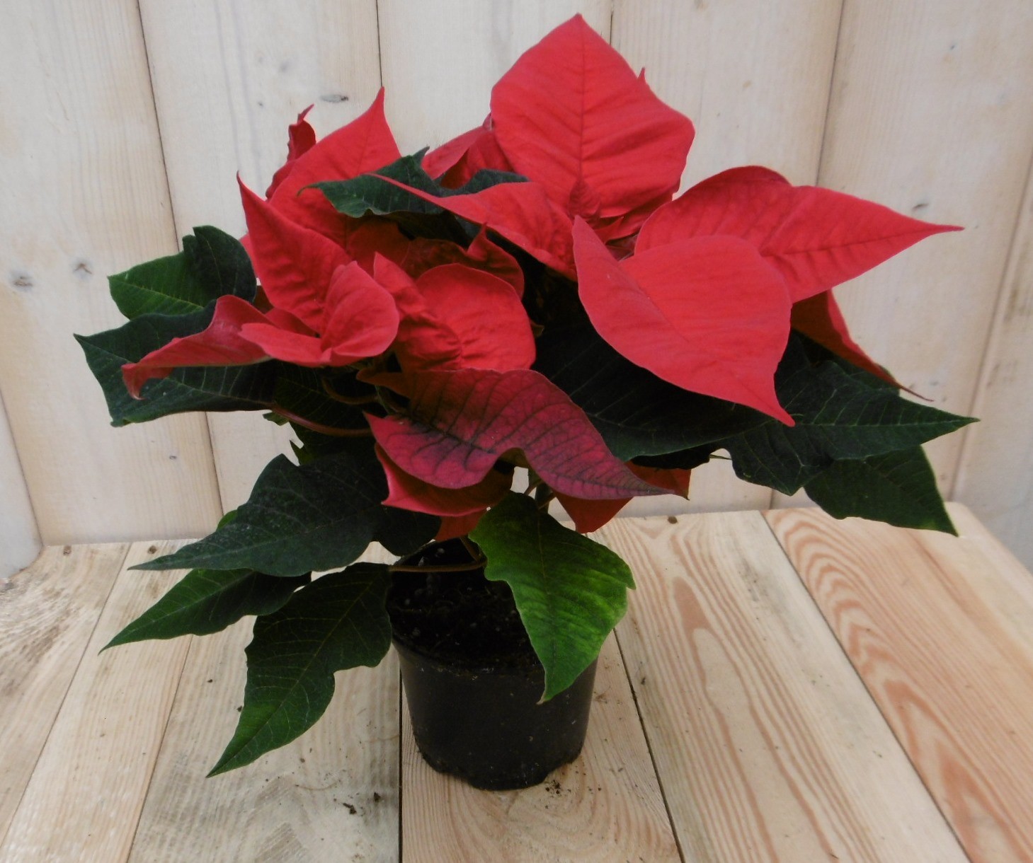 Warentuin Natuurlijk Kerstster 20cm rood - 