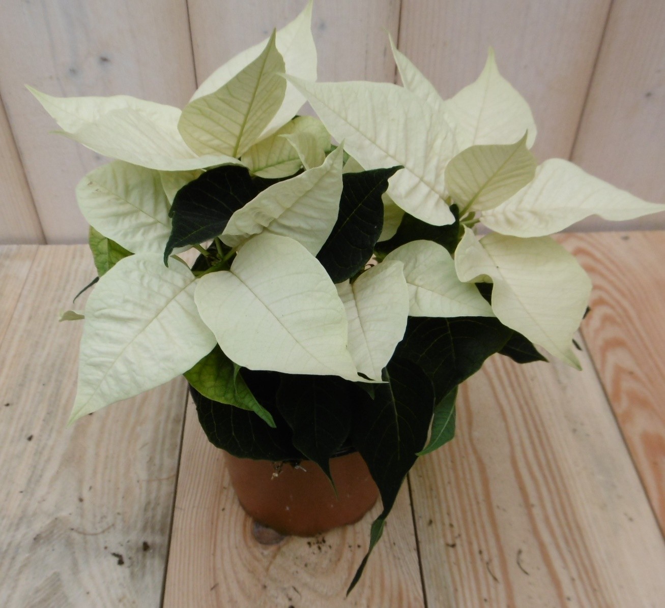 Warentuin Natuurlijk Kerstster 20cm geel - 