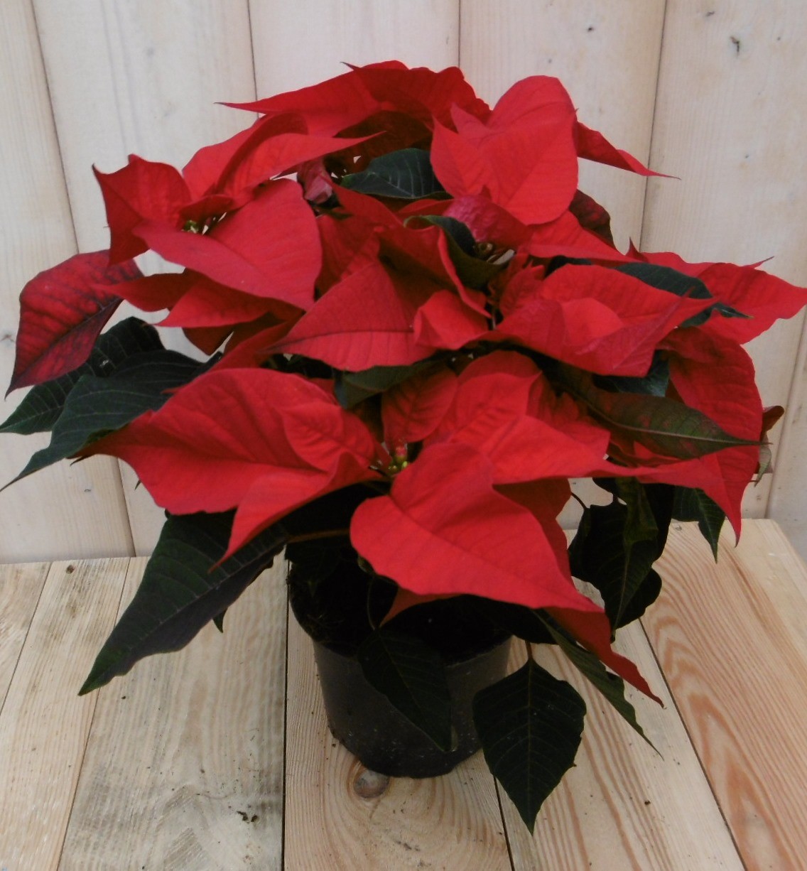 Warentuin Natuurlijk Kerstster 30cm rood - 