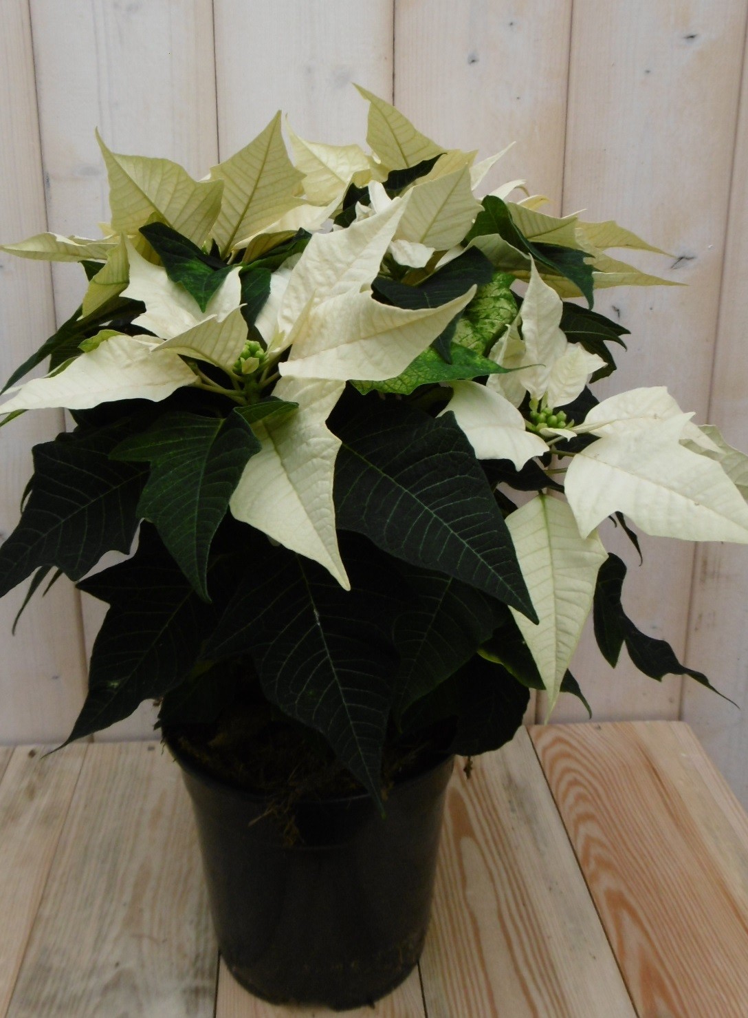 Warentuin Natuurlijk Kerstster 30cm geel - 