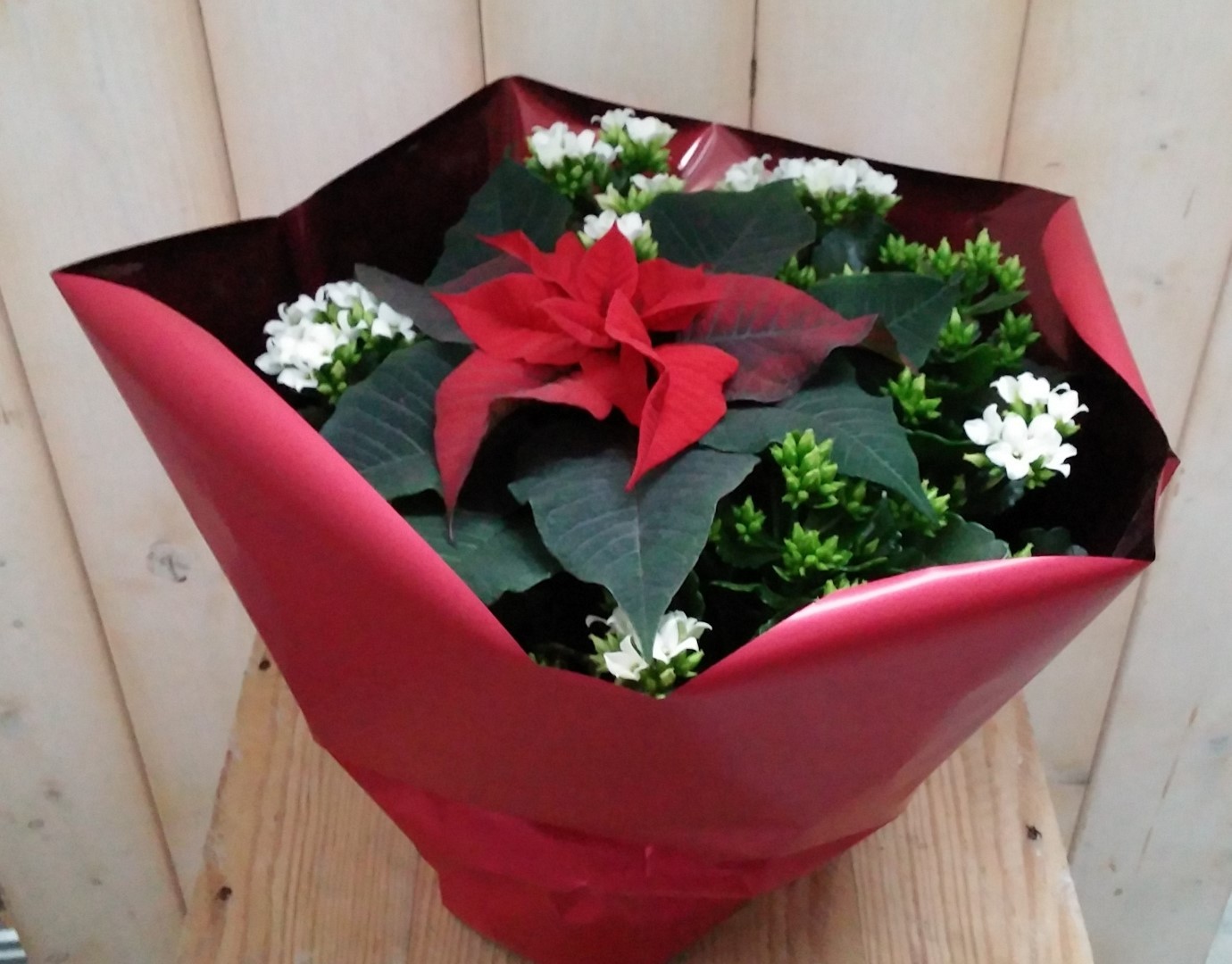 Warentuin Natuurlijk Kerstster met witte Kalanchoe - 