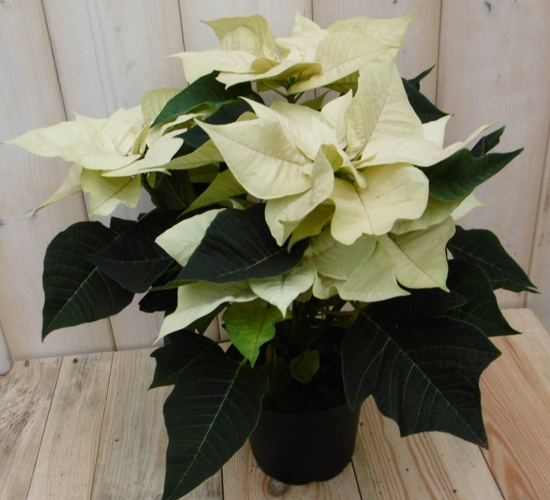 Warentuin Natuurlijk Kerstster 50cm geel - 