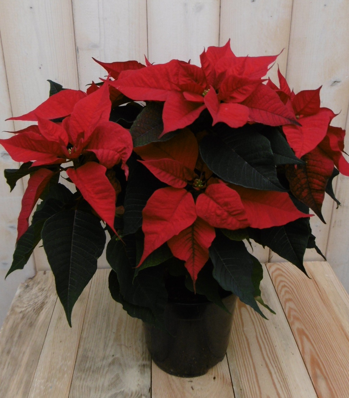 Warentuin Natuurlijk Kerstster 50cm rood - 