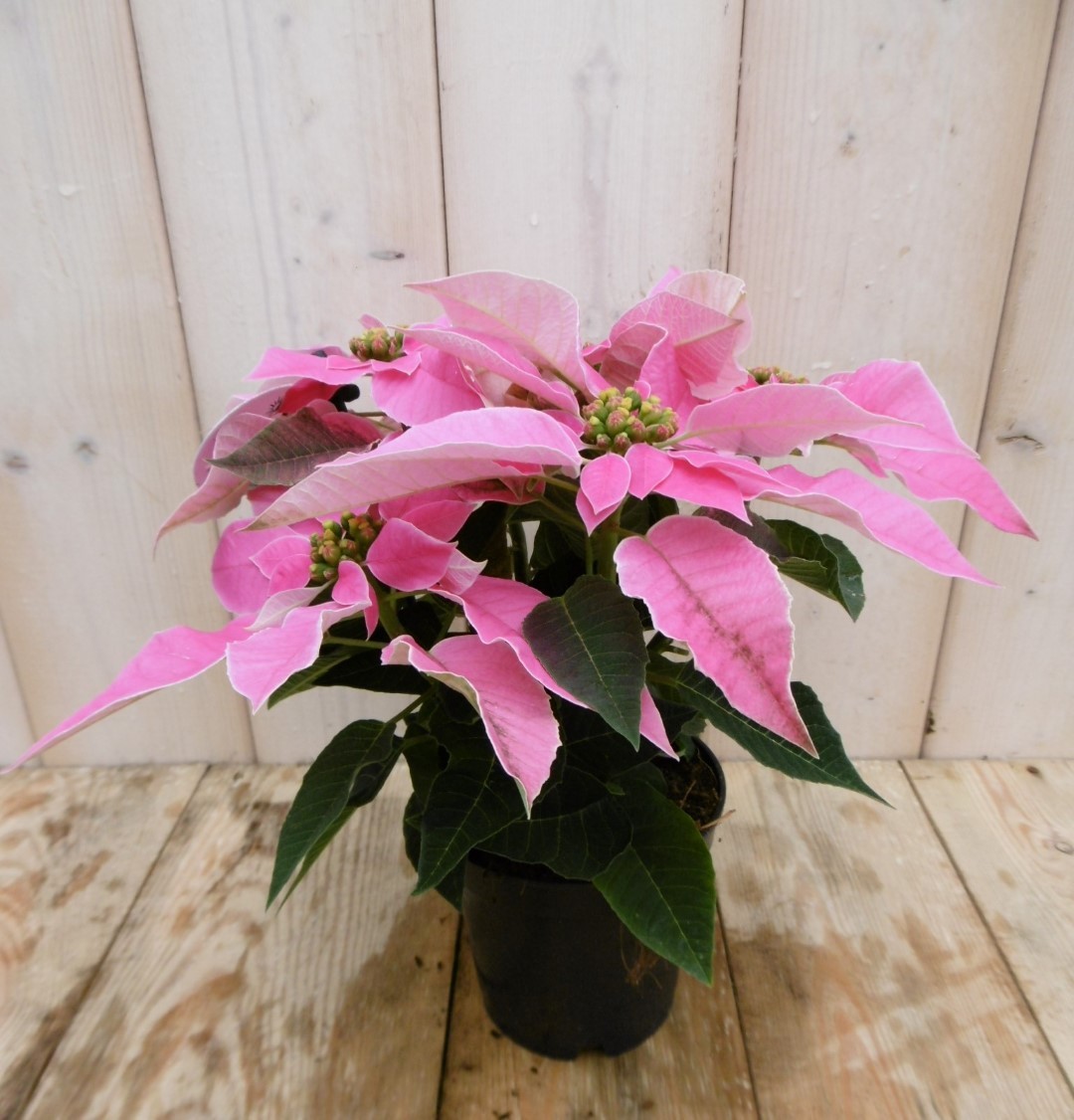 Warentuin Natuurlijk 2 stuks! Patio Kerstster Princettia roze - 