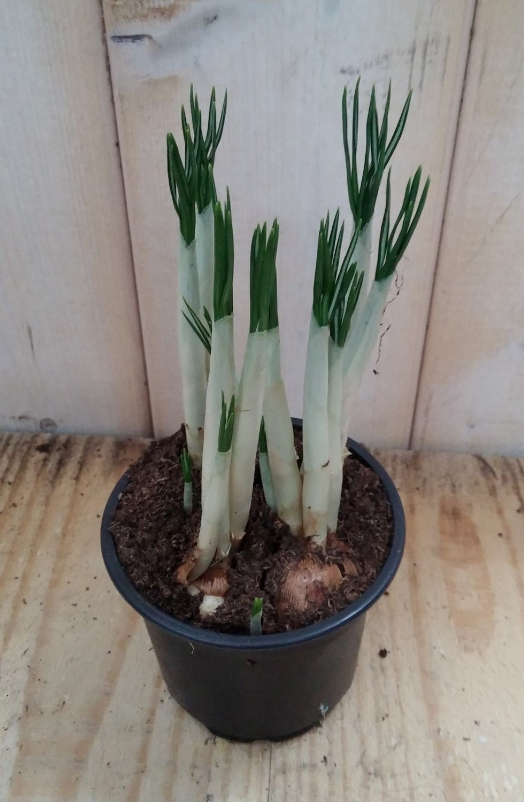 Warentuin natuurlijk 3 stuks! Krokus geel Waterntuin Natuurlijk - 