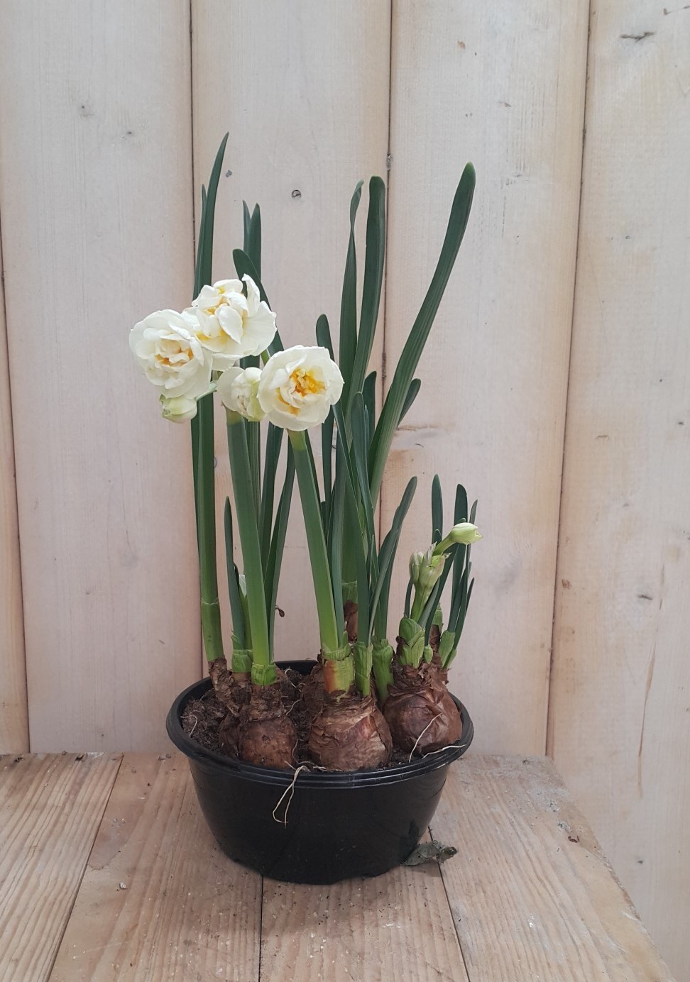 Warentuin natuurlijk 2 stuks! Narcis geurschaaltje - 