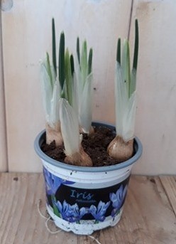 Warentuin natuurlijk 5 stuks! Iris in klein potje - 