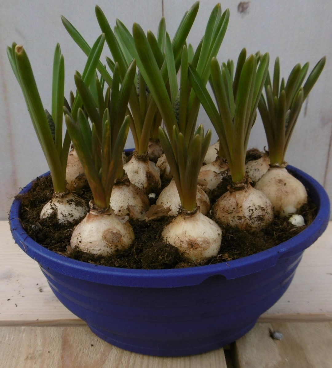 Warentuin natuurlijk 3 stuks! Blauw druifje in schaaltje - 