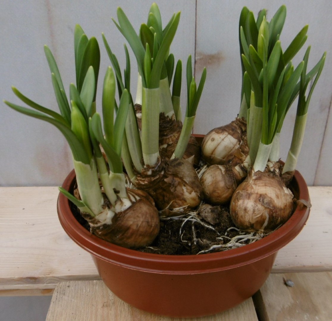 Warentuin natuurlijk 3 stuks! Narcis Tete a Teta in schaaltje - 