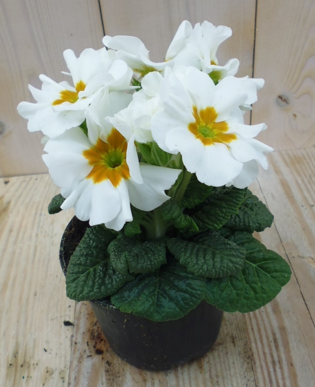 Warentuin natuurlijk 5 stuks! Perk Plant Primula Wit Goud - 