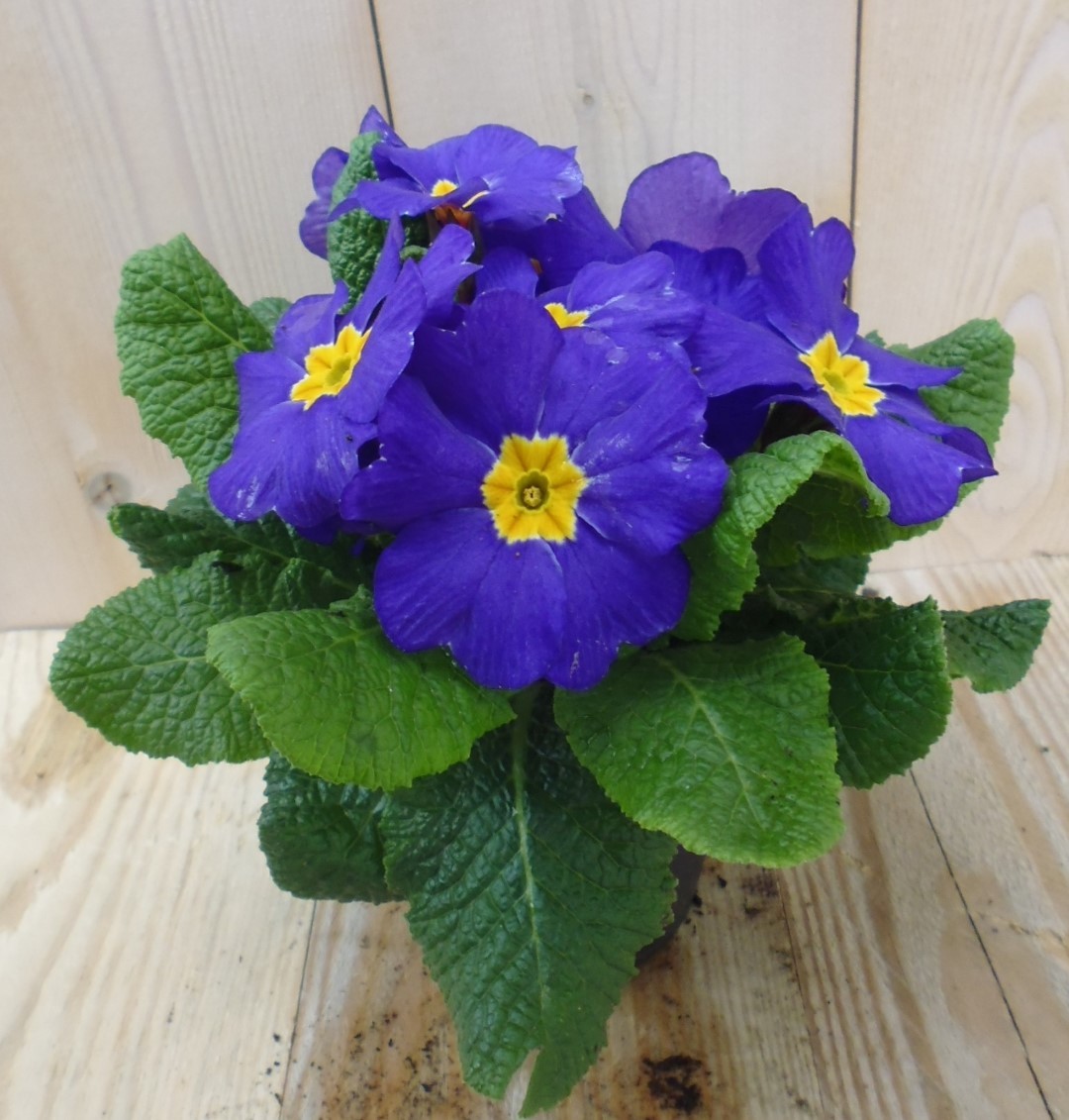 Warentuin natuurlijk 5 stuks! Perk Plant Primula Blauw Geel - 