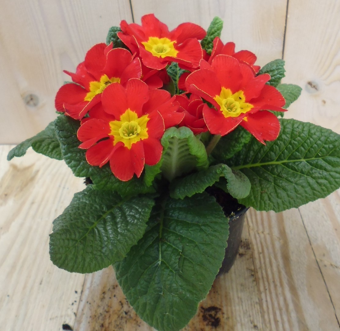 Warentuin natuurlijk 5 stuks! Perkplant Plant Primula Rood Geel - 