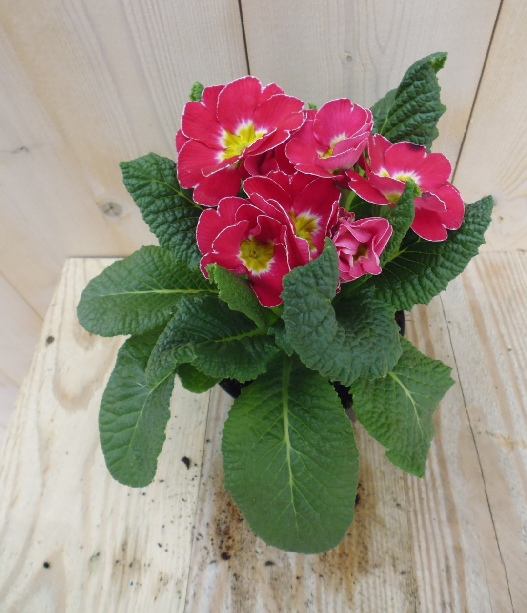 Warentuin natuurlijk 5 stuks! Vaste Plant Primula Roze Geel - 