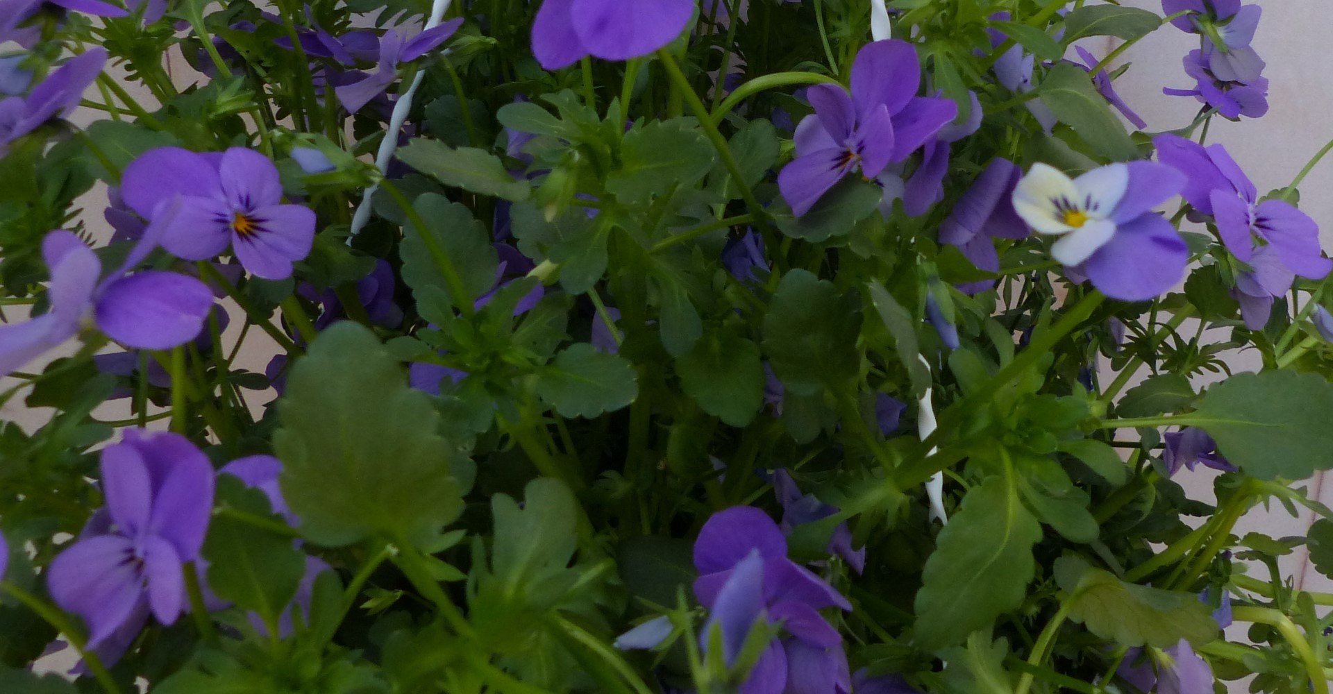 Warentuin natuurlijk Bosviolen blauw - 