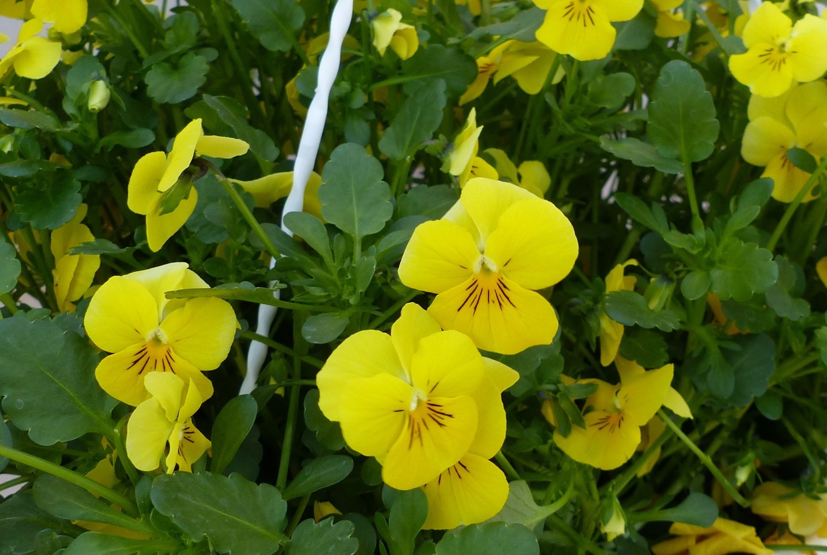 Warentuin natuurlijk Bosviolen geel - 