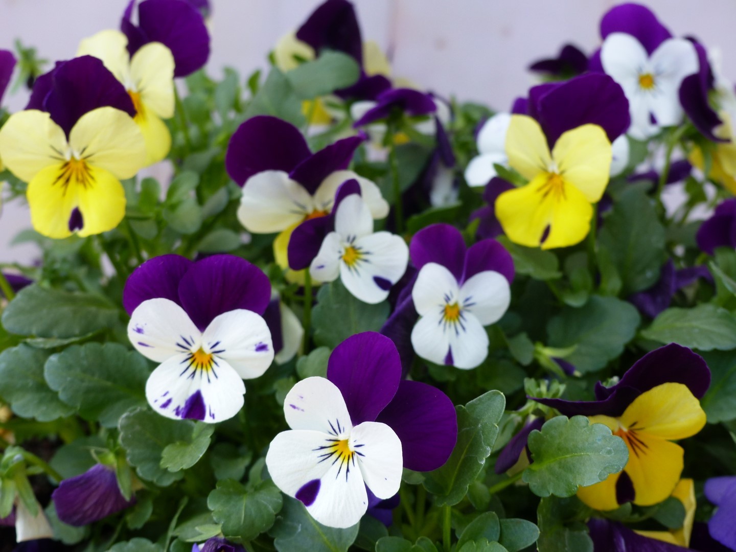 Warentuin natuurlijk Bosviolen mix kleuren in een grote schaal - 