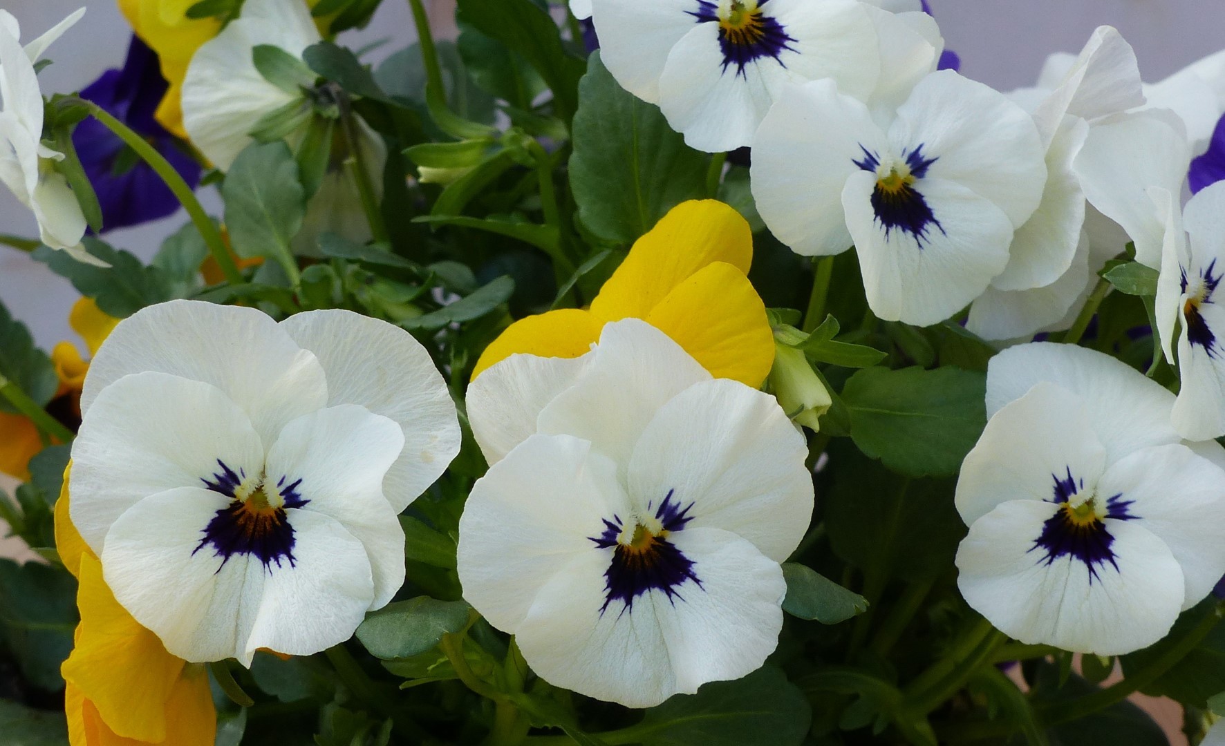 Warentuin natuurlijk 3 stuks! Bosviolen mix kleuren in een potje - 