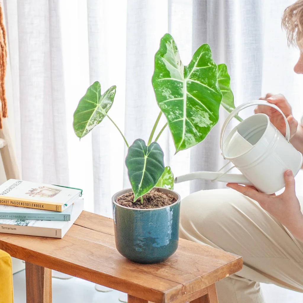 Plantje Alocasia Frydek Variegata - P12