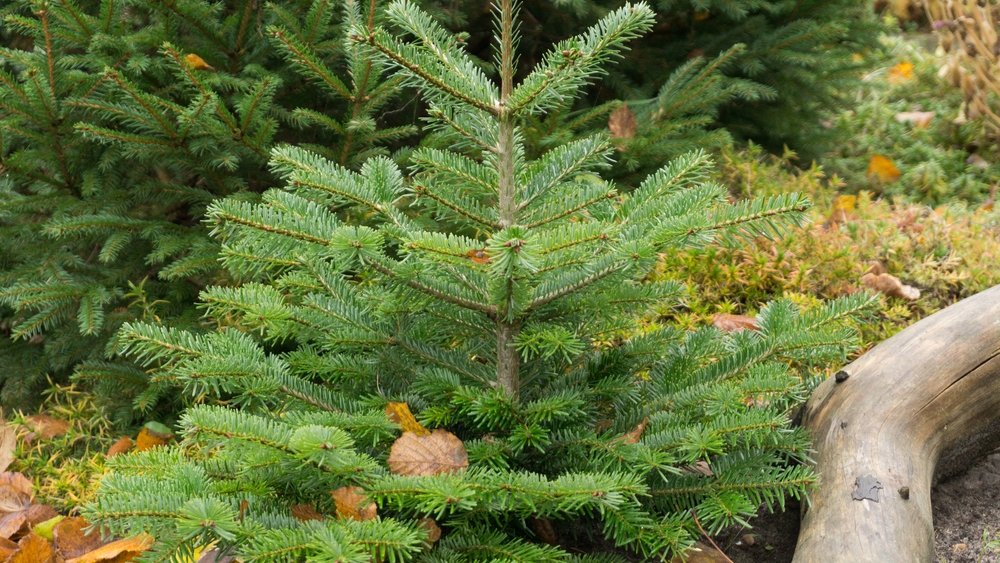 Tuinplant.nl Nordman spar