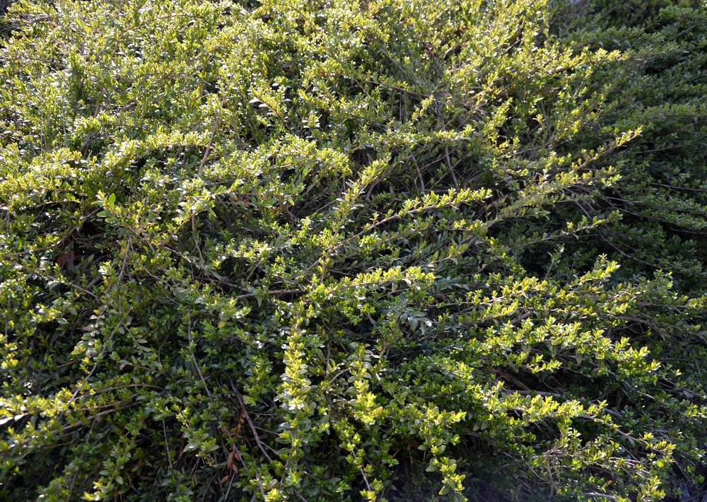 Tuinplant.nl Struikkamperfoelie