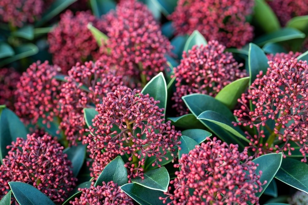 Tuinplant.nl Skimmia