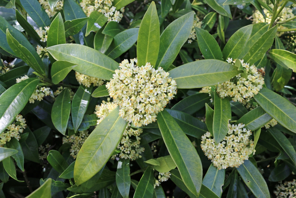 Tuinplant.nl Skimmia