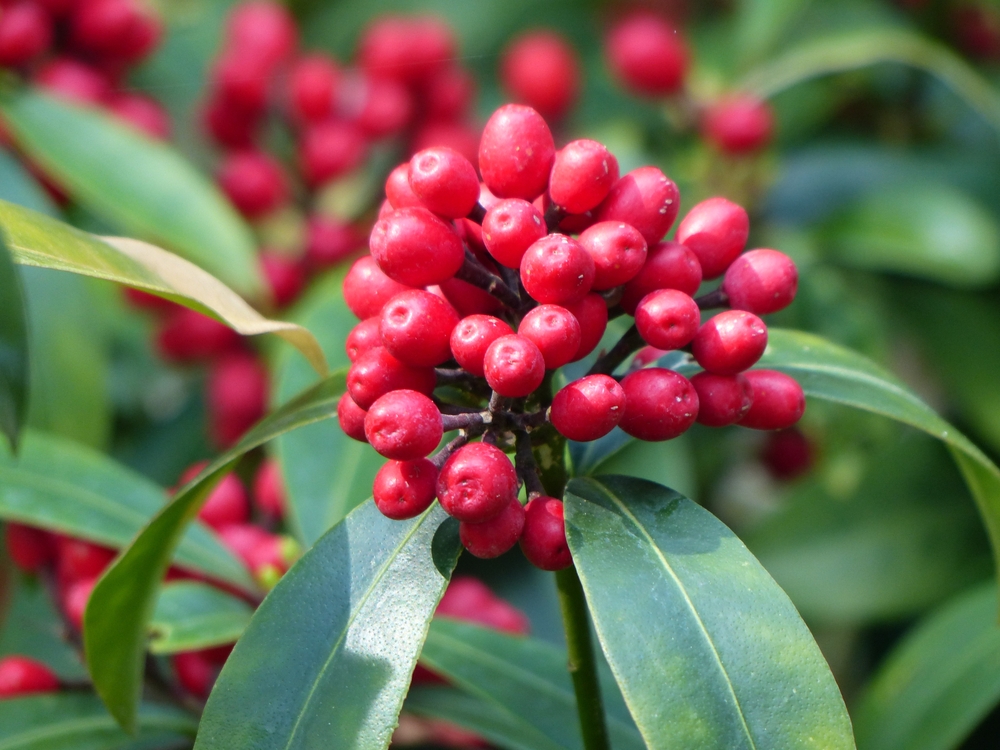 Tuinplant.nl Skimmia