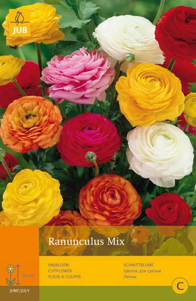 Jub 10 Ranunculus Mivj - 