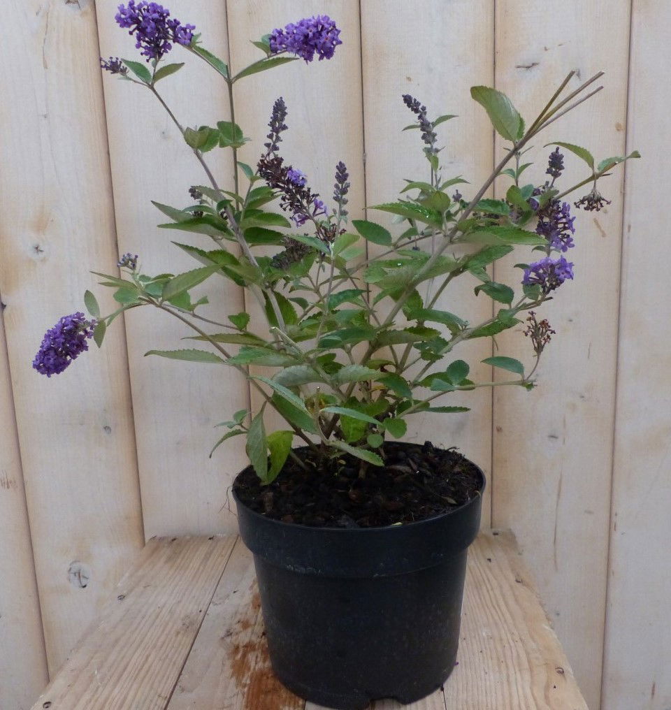 Warentuin natuurlijk Vlinderstruik Buddleja paars 55 cm - 
