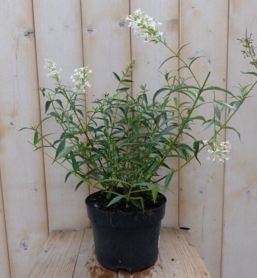 Warentuin natuurlijk Vlinderstruik Buddleja Wit 55 cm - 
