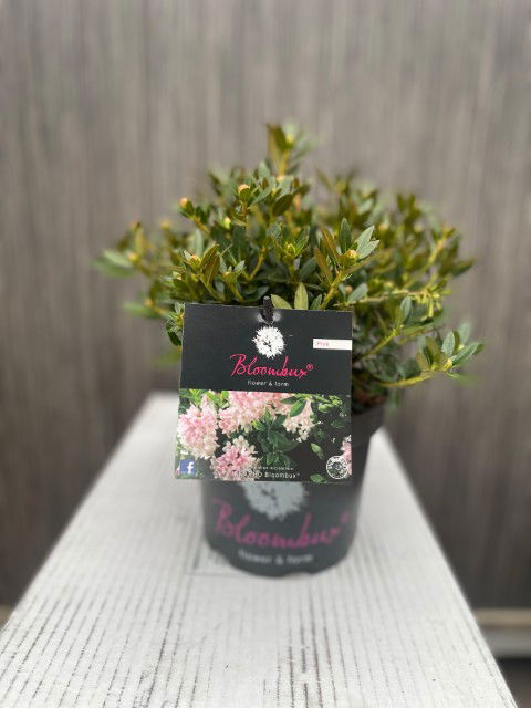 Oosterik home Blomux Magenta I - 