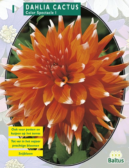Baltus Zomer Bloembollen Dahlia Cactus Colour Spectacle per 1 - 