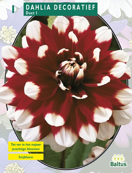 Baltus Zomer Bloembollen Dahlia Decoratief Duet per 1 - 