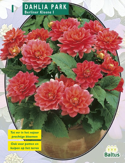 Baltus Zomer Bloembollen Dahlia Park Berliner Kleene per 1 - 