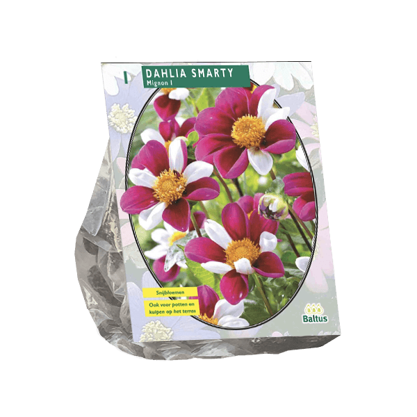 Baltus Zomer Bloembollen Dahlia Mignon Smarty per 1 - 