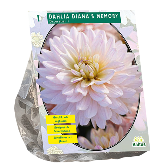 Baltus Bloembollen Dahlia Decoratief Diana's Memory per 1 - 