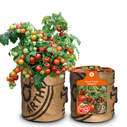 Baza tomato club struiktomaat koralik