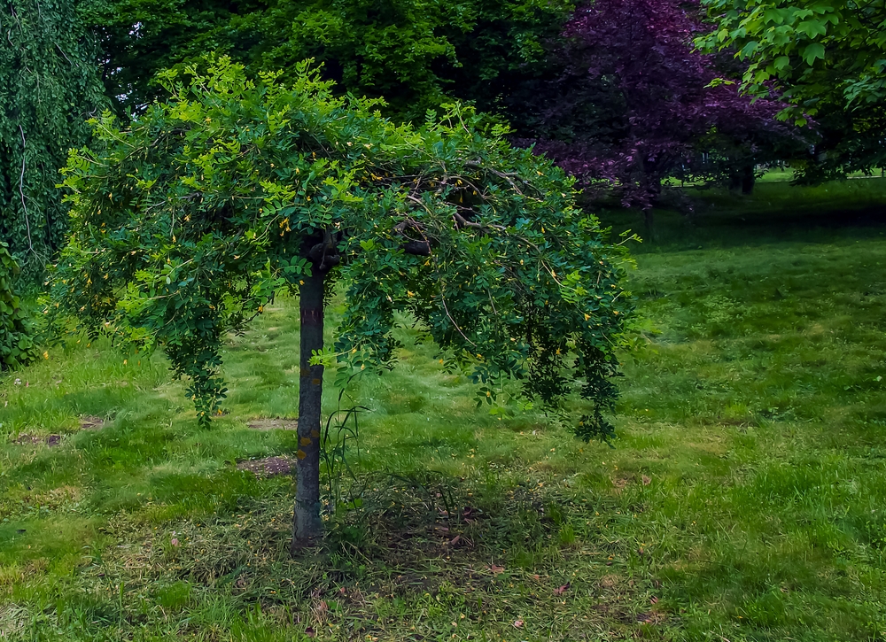 Tuinplant.nl Erwtenstruik op stam