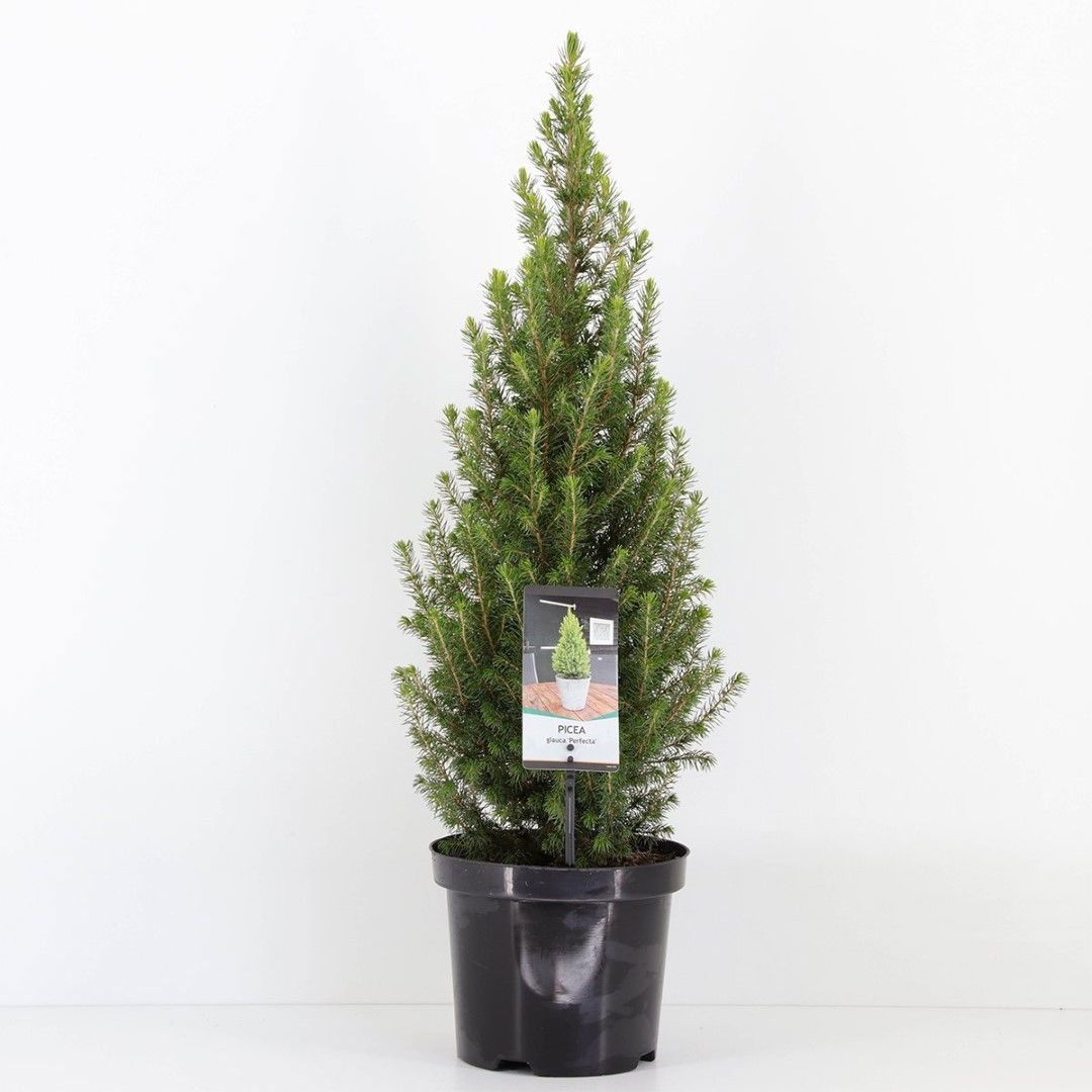 Warentuin natuurlijk Picea glauca perfecta 40-50 cm - 