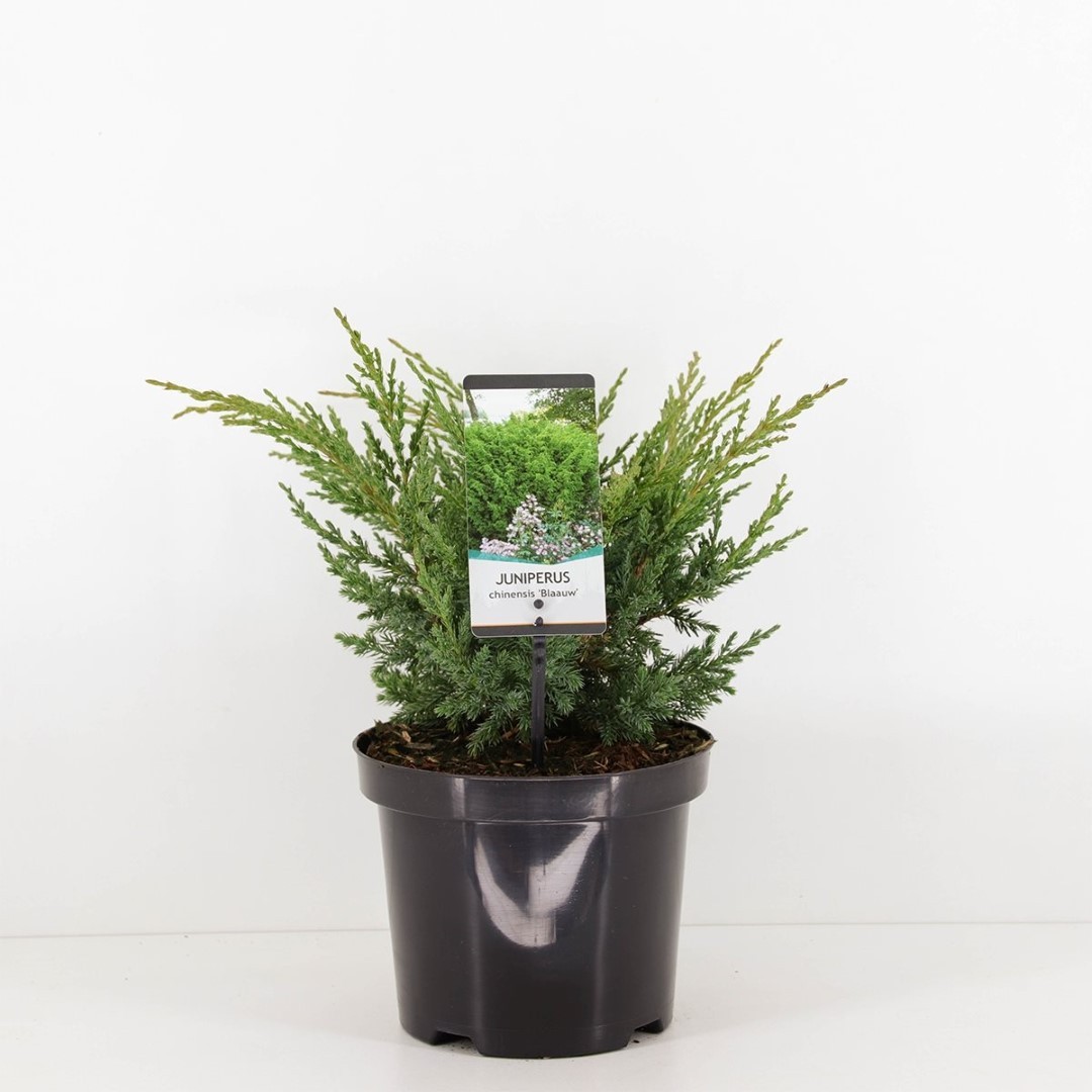 Warentuin natuurlijk Juniperus chinensis blaauw 45 cm - 