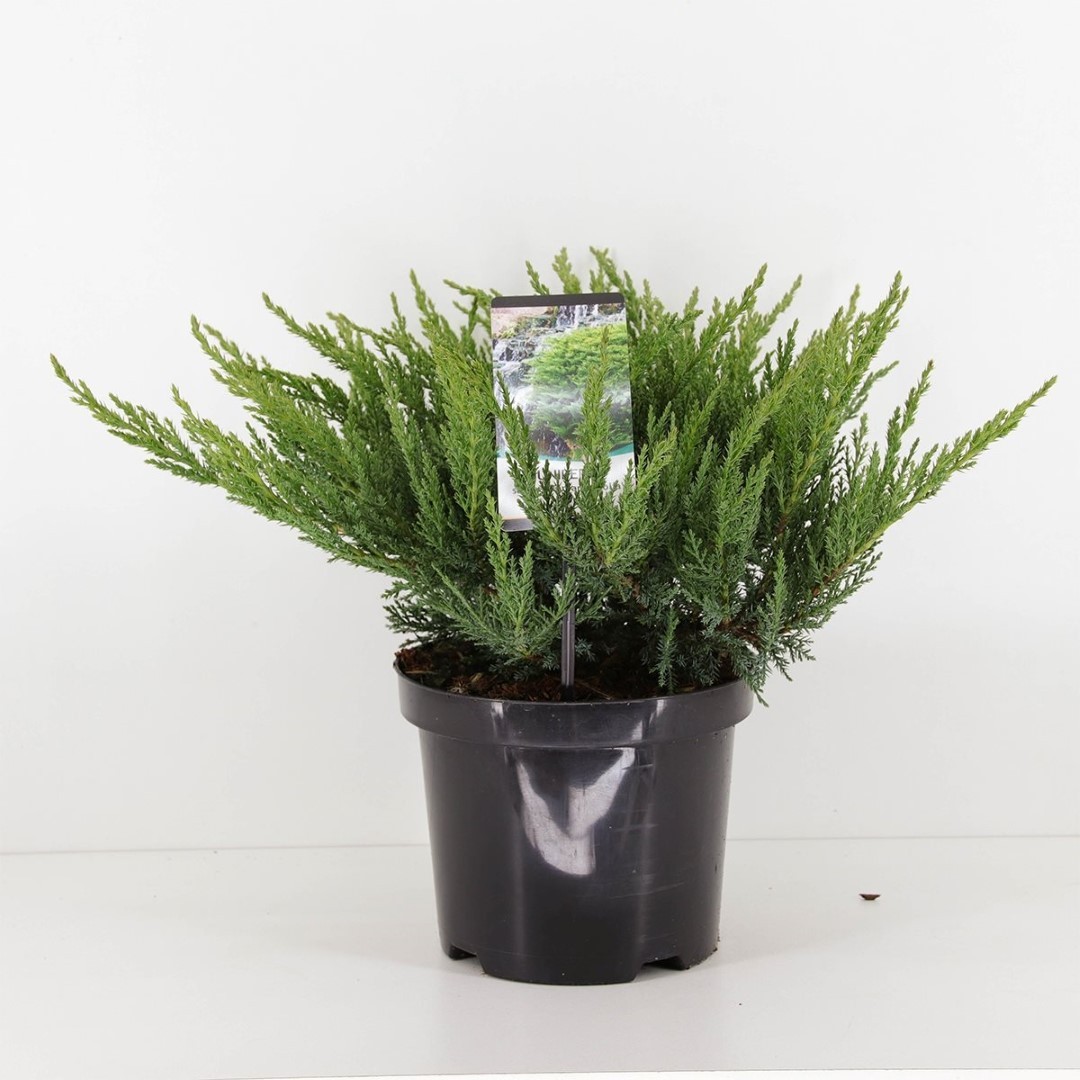Warentuin natuurlijk Juniperus sabina tamariscifolia 35 cm - 