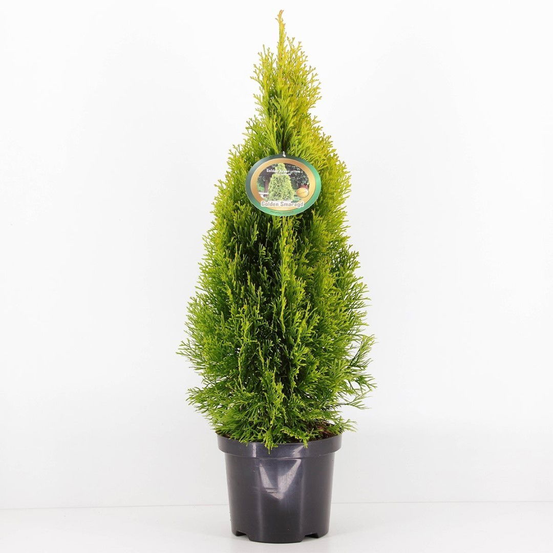 Warentuin natuurlijk Thuja occidentalis golden smaragd - 