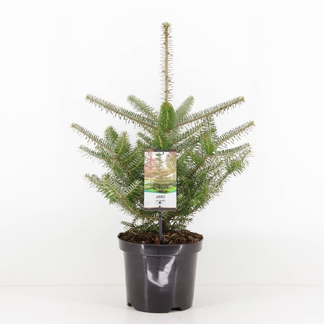 Warentuin natuurlijk Abies koreana 55 cm - 