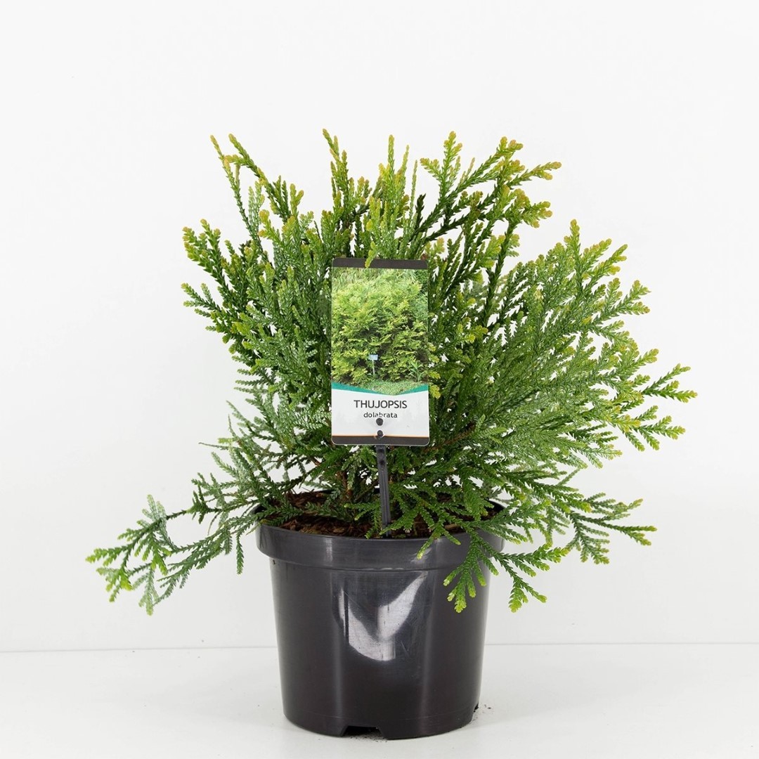 Warentuin natuurlijk Thujopsis dolabrata 30-40 cm - 