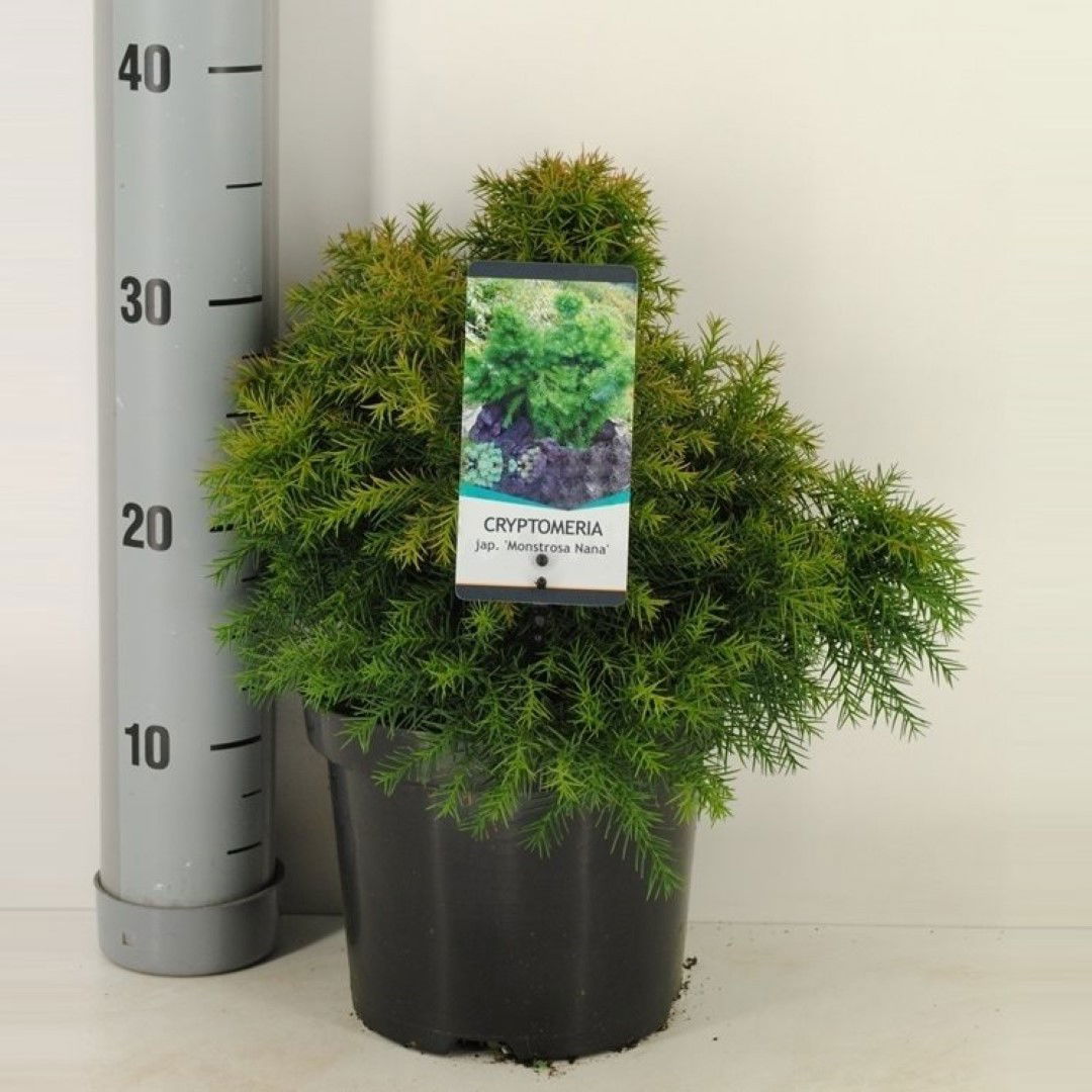 Warentuin natuurlijk Cryptomeria jap monstrosa nana 45 cm - 