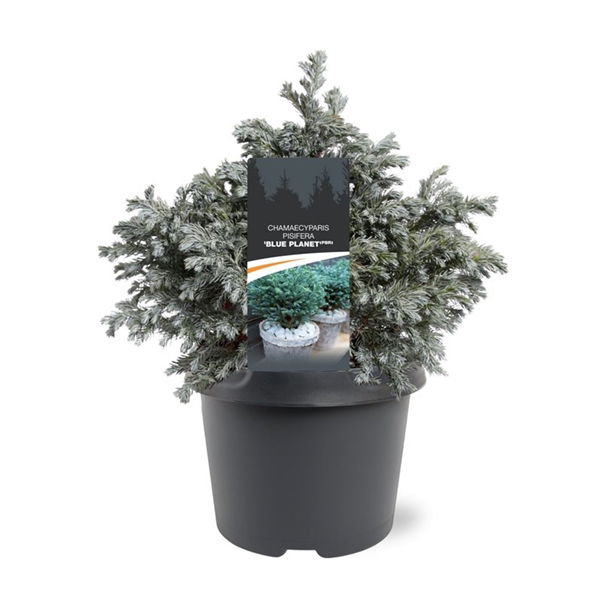 Warentuin natuurlijk Chamaecyparis pis. Blue Planet pbr 25-30 cm Conifeer - 