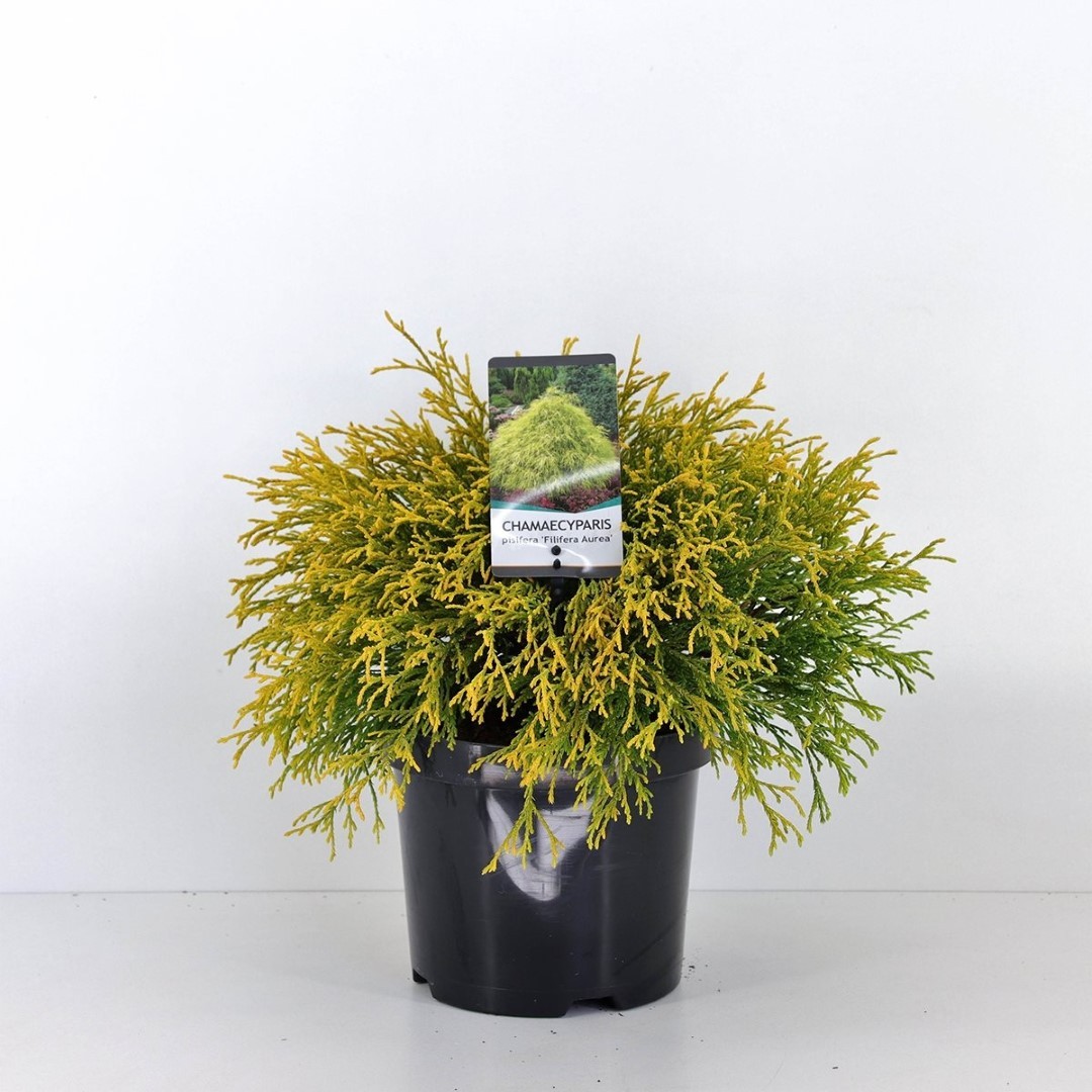 Warentuin natuurlijk Chamaecyparis pis filifera aurea 30 cm - 