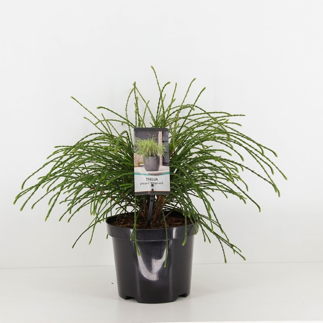 Warentuin natuurlijk Thuja plicata whipcord 20-25 cm - 