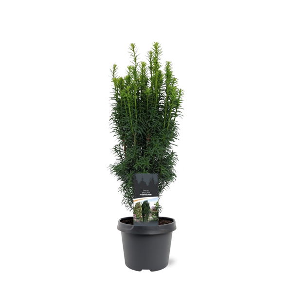 Warentuin natuurlijk Taxus baccata Fastigiata 40-50 cm Conifeer - 