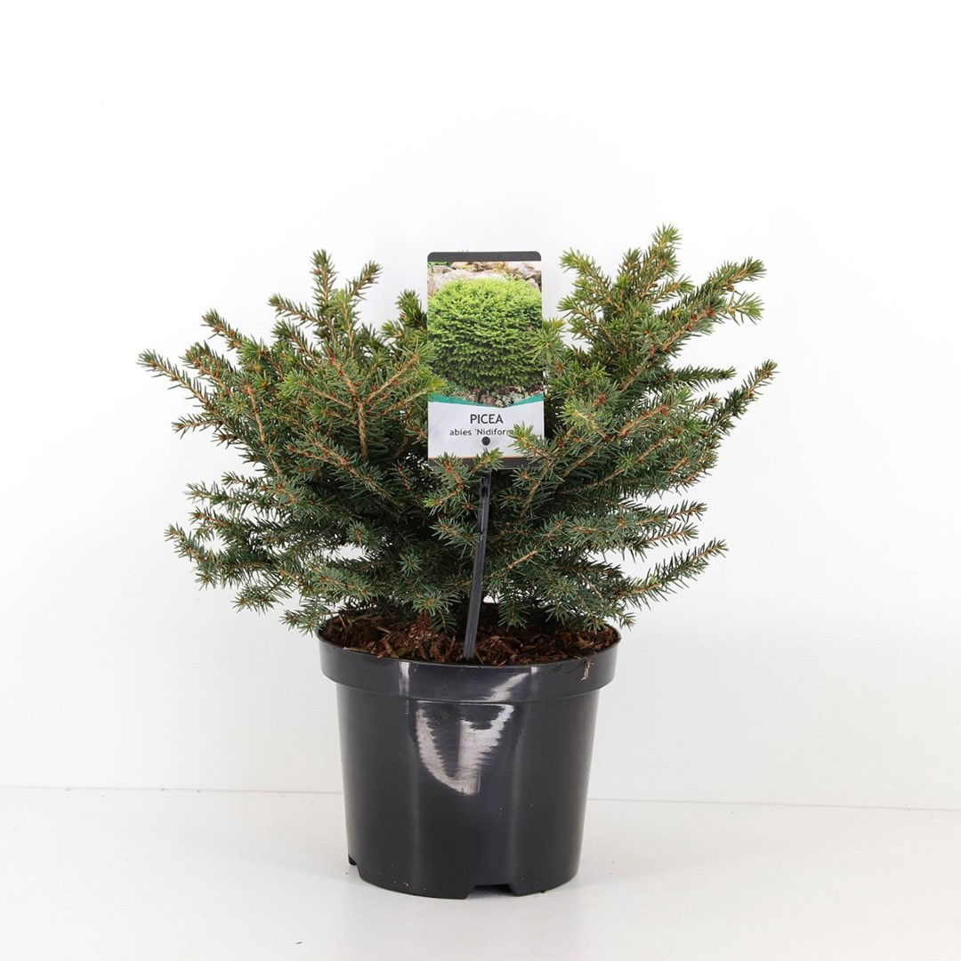 Warentuin natuurlijk Picea abies nidiformis 30-40 cm - 